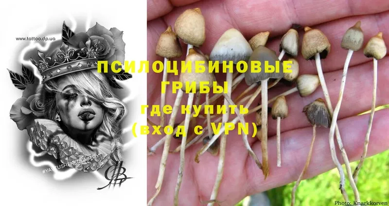 Галлюциногенные грибы Psilocybe  Бородино 